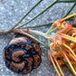 Snakeskin Flower Ring - Dark Tan